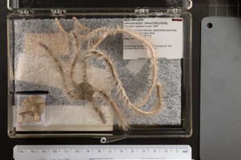 Media type: image;   Invertebrate Zoology OPH-2276 Aspect: container